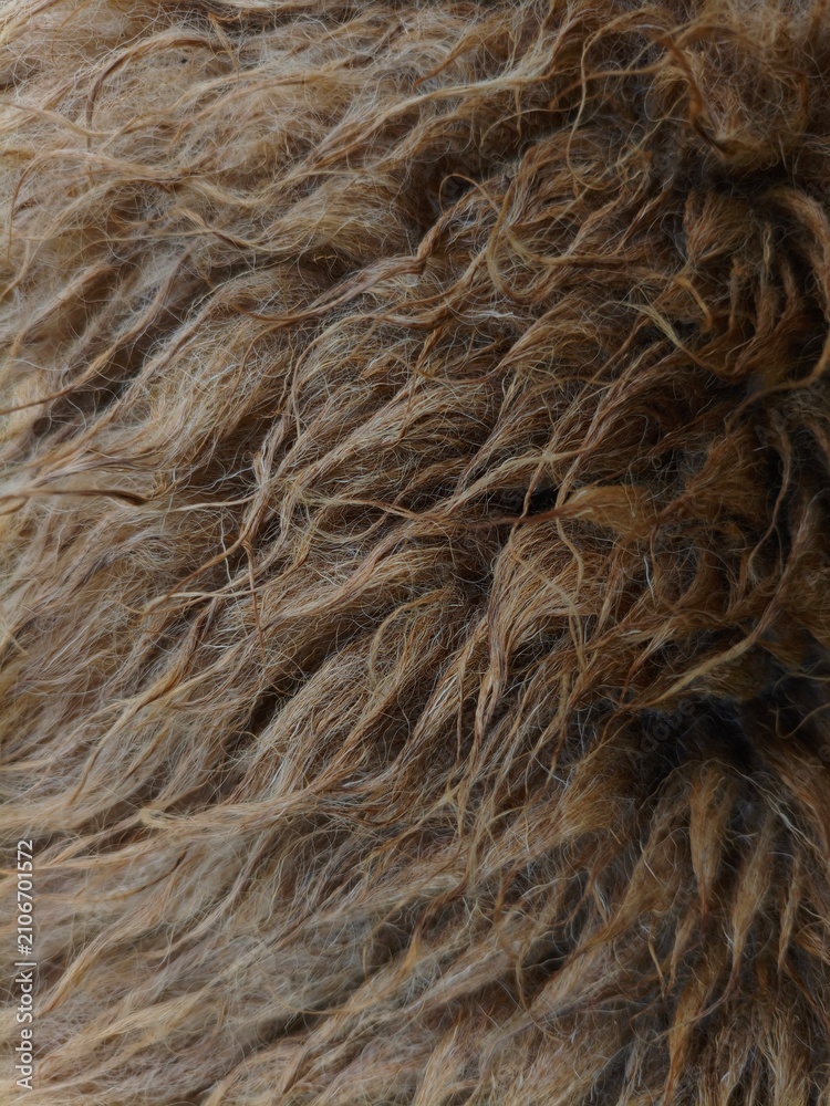 Fototapeta premium Close Up of Brown Sheep Wool Texture