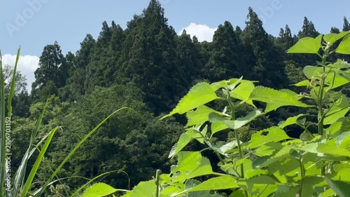 Mountain forest and sky