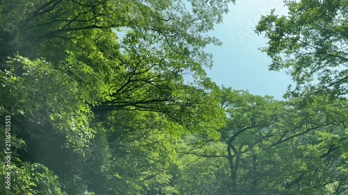 Mountain forest and sky