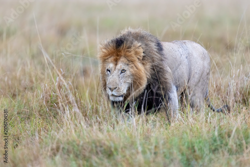 Photography Male lion walking with head lowered through the grass on an overcast
