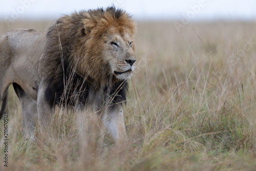 Photography A maned male lion walks through wet grassland on an overcast morning