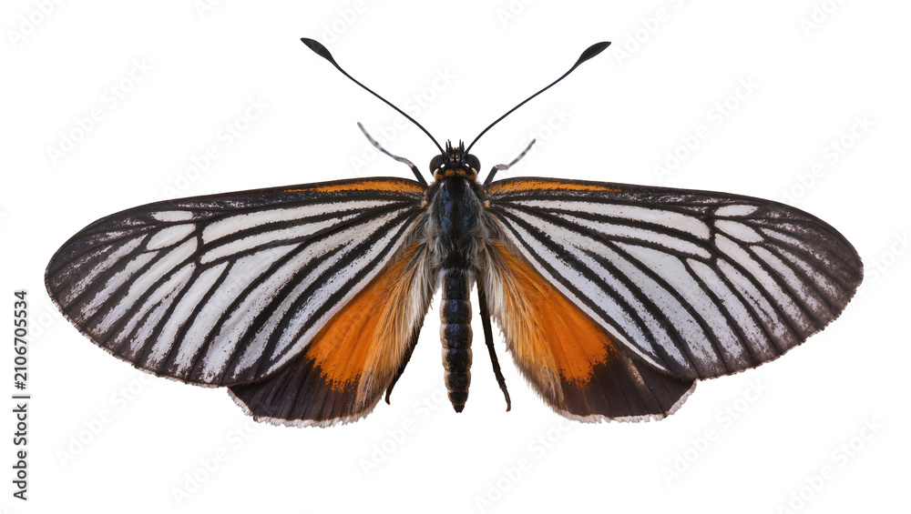 Obraz premium Isolated beautiful tropical butterfly with black white striped forewings and vibrant orange hindwings