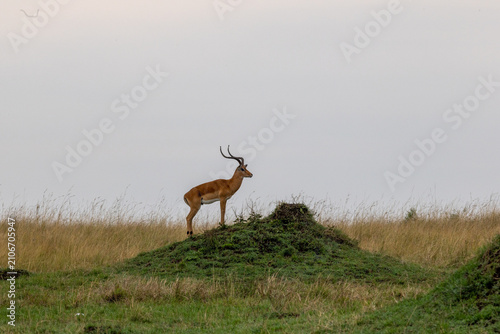 Konstfotografi A male impala stands silhouetted on a mound against a dusky sky