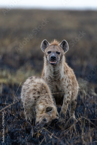 Photography Two spotted hyenas stand on burnt black grassland at dusk one alert