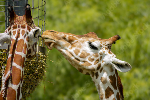 Photography Giraffes feeding together from hay basket