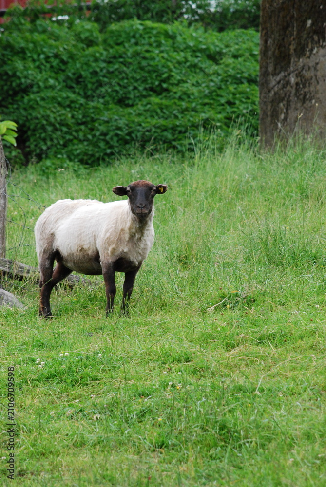 Fototapeta premium sheep and lamb
