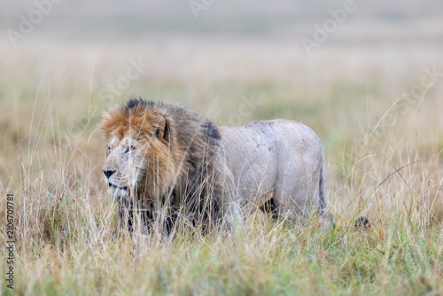 Photography A maned male lion stands in profile in tall grass under a soft grey