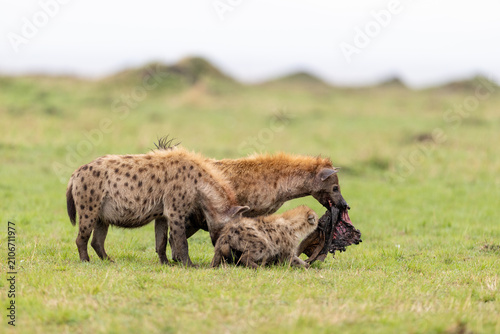 Photography A group of spotted hyenas feed on a carcass on the open plains