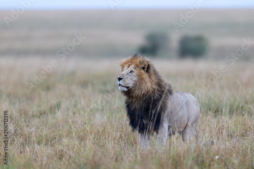 Photography A male lion with a full mane stands watchfully on the open savanna