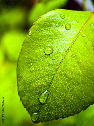 Cuadro en lienzo Fresh green leaf texture with water droplets close up