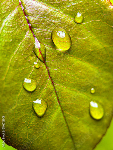 Cuadro en lienzo Close up of green leaves with raindrops after rain