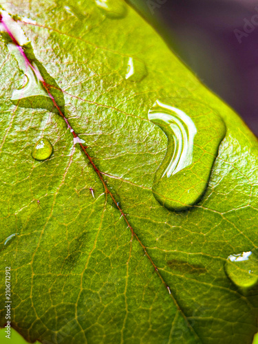 Canvastavla Close up of green leaves with raindrops after rain