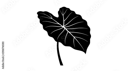 Fotografie Black silhouette of an elephant ear leaf with prominent veins on a white background