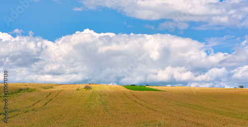 green field and blue sky
