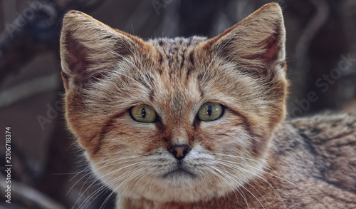 gatto delle sabbie