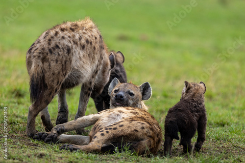 Cuadro en lienzo Spotted hyenas gather on lush green grass one lying down facing