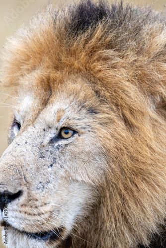 Photography Tight portrait of a maned male lion's head his amber eye catching