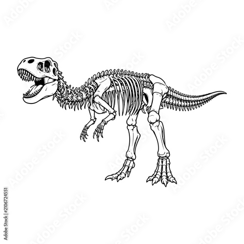 Tyrannosaurus rex fossil skeleton sketch walking pose line art.