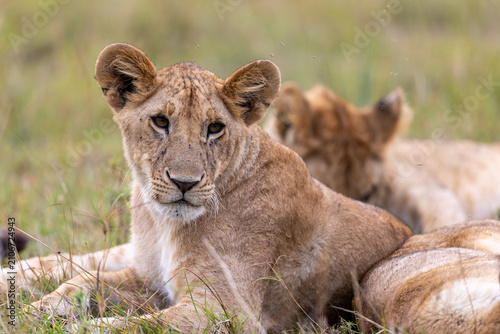 Photography A lion cub looks toward the camera while resting in the grass