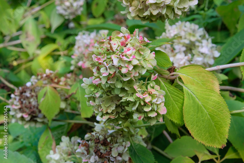 Dry Hydrangea grows in park. Flowers is grown as garden plants. Hydrangea is growing in cottage garden in autumn. Ornamental park.
