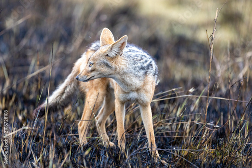 Photography Black-backed jackal standing on burnt ground and looking back