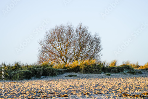 View of the landscape by the beach near Schillig. Coastal nature in North Frisia.
