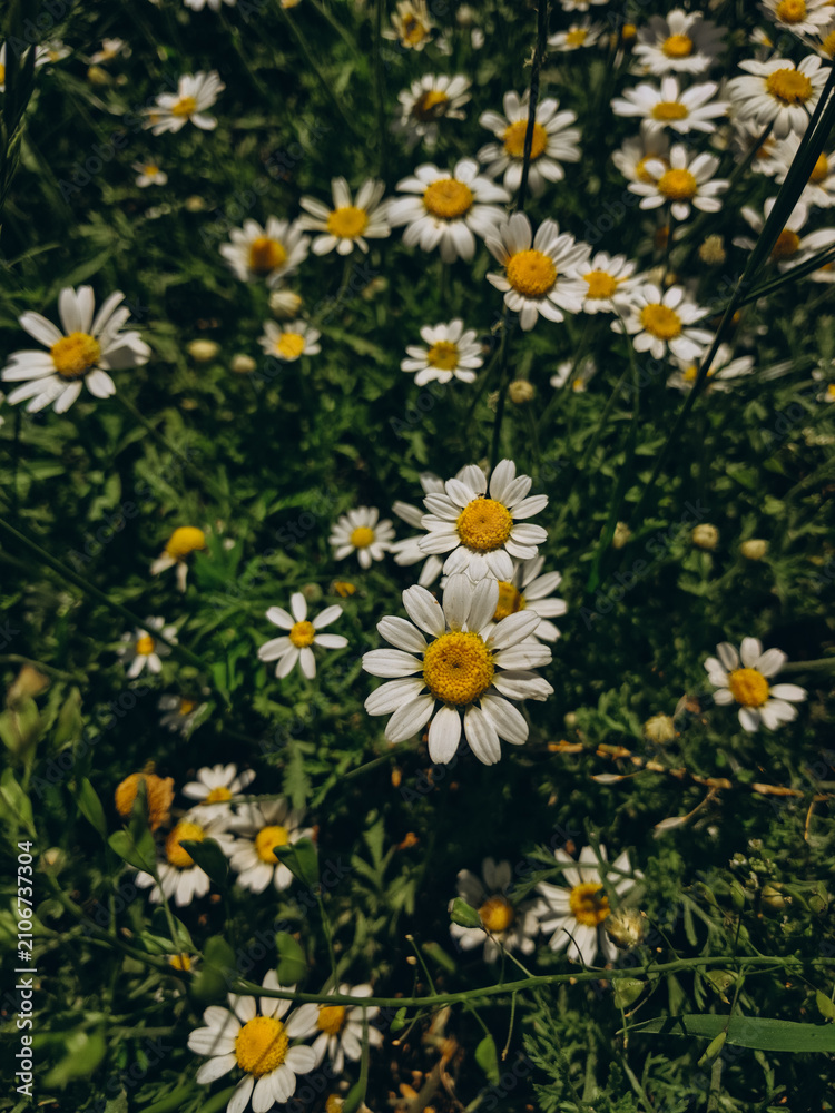 Fototapeta premium daisies in a garden