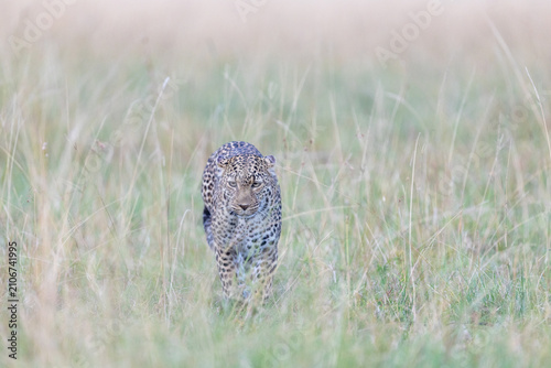 Canvas Print A leopard walks straight toward the camera through tall pale grass