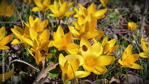 Honey bee (Apis mellifera) collecting nectar from the narrow leaved crocus (Crocus angustifolius), a flowering plant native to regions such as southern Ukraine