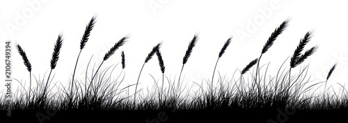 windswept silhouette of tall grass and wheat stalks with seed heads in a serene black and white minimalist panorama