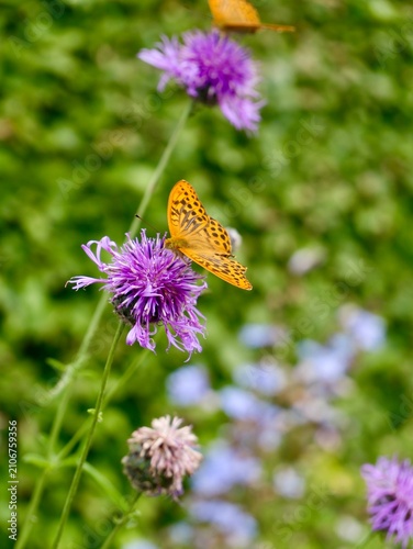 Argynnis sp. butterfly on flowers in Sweden