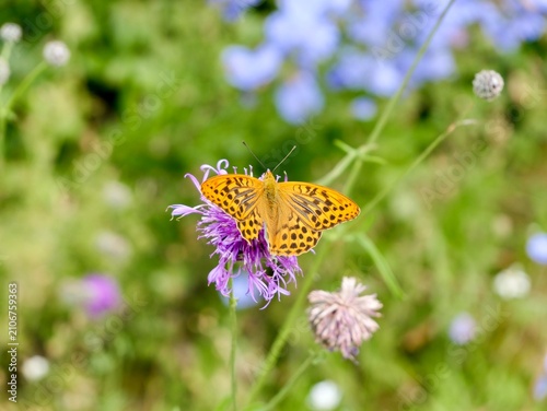 Argynnis sp. butterfly on flowers in Sweden