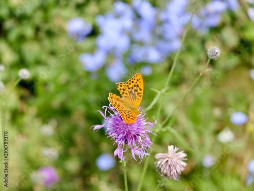 Argynnis sp. butterfly on flowers in Sweden