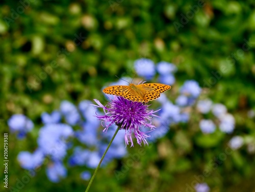Argynnis sp. butterfly on flowers in Sweden