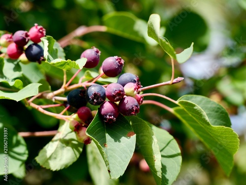 Saskatoon berry (Amelanchier alnifolia 'FK ALVDAL E') with ripe fruits in Sweden