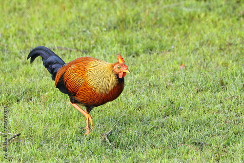 The pride of Sri Lanka's forests. 🐓🇱🇰 The magnificent Sri Lankan Junglefowl, the island's national bird, dazzles with its vibrant colors and unmistakable elegance