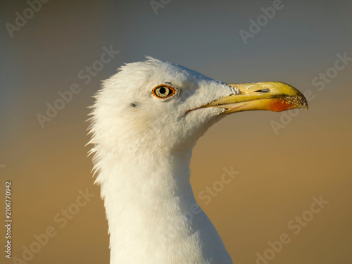 gaviota patiamarilla (Larus michahellis), una especie marina de gran tamaño muy común en el sur de Europa. Se distingue por su fuerte pico amarillo con una marcada mancha roja en la mandíbula inferior