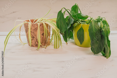 Фотография Two wilting potted houseplants chlorophytum and spathiphyllum drooping on table