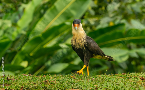 Fotografie adulter Schopfkarakara (Caracara plancus)