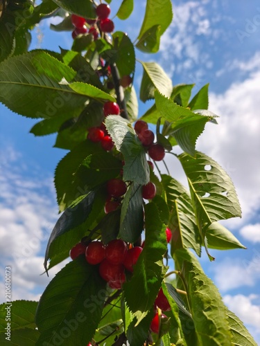 red ripe cherries on a tree branch