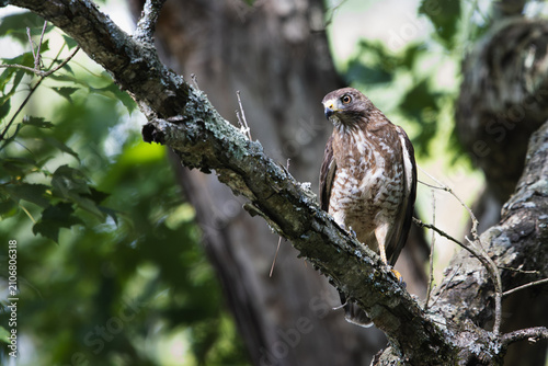 Foto Broad Winged Hawk Perched on Tree Branch in Forest Canopy