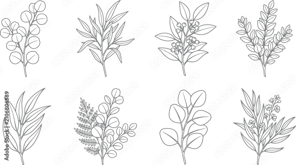 Obraz premium Hand drawn botanical branch set featuring various eucalyptus and fern foliage elements in a clean black line art style