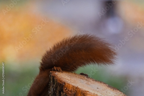 Картината върху платно Detailed close-up of a fluffy Eurasian red squirrel (Sciurus vulgaris) descendin