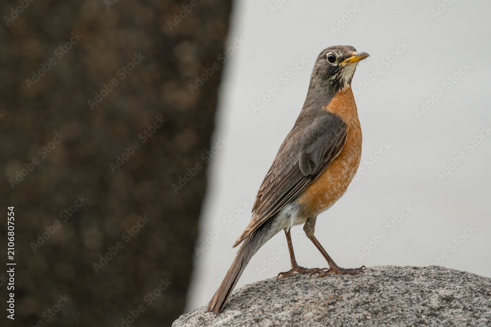 Fototapeta premium American Robin Perched on a Granite Rock with Soft Background