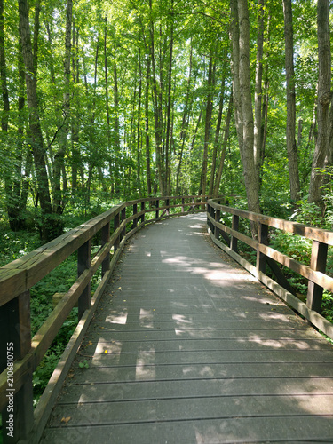 Wooden bridge leads through green forest surrounded by tall trees and gentle sunlight, cycle path around Zwischenahner Meer, 26160 Bad Zwischenahn, Germany