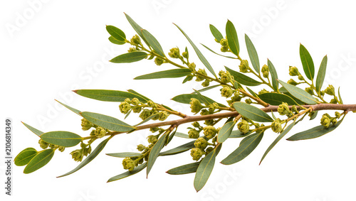 Foto Isolated lush green eucalyptus branch with fresh leaves and numerous developing