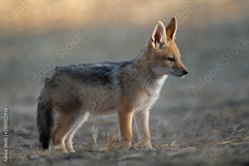 Картината върху платно Black-backed Jackal cub - South Africa