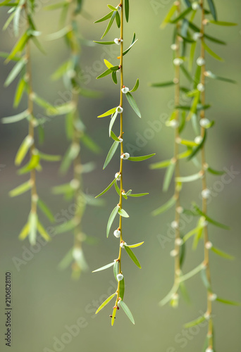 Fresh green willow tree bra...