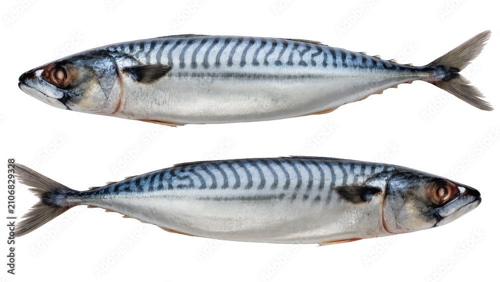 Fototapeta premium Isolated two fresh whole raw Atlantic mackerel fish, healthy seafood ready for meal preparation