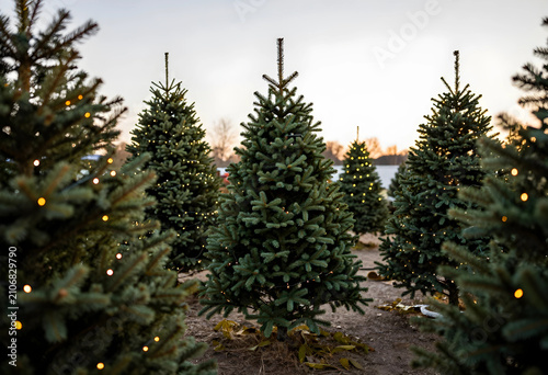 Christmas tree farm with ev...
